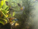 瘋狂水草（FKSC）真水草魚缸造景套餐凈化水質(zhì)懶人魚缸水草植物直接入缸蜈蚣草 丹麥榕【雙頭沉木】 曬單實拍圖