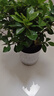 漫生活 10L進口通用型營養(yǎng)土種菜土有機園藝種植土壤花盆發(fā)財樹種植花土 曬單實拍圖