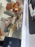 臺(tái)灣貴妃純種短身球體蝴蝶鯉魚(yú)墨碟火紅長(zhǎng)尾觀賞魚(yú)冷水觀賞魚(yú)苗 精品瑪雅【蝴蝶鯉】18-20厘米1條 曬單實(shí)拍圖