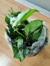 小冤家綠蘿盆栽室內(nèi)花卉綠植綠籮水養(yǎng)花卉盆景桌面辦公客廳水培大葉綠色 精品180#綠蘿1盆裝【買2盆送1盆】 曬單實(shí)拍圖