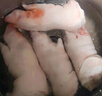 【順豐】10只生豬蹄豬腳豬爪豬蹄小肥蹄散養(yǎng)土豬肉冷凍豬蹄鹵豬蹄 帶筋土豬蹄4只【冷鏈速發(fā)】 曬單實拍圖
