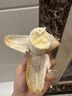 云南騰沖野生老品種芭蕉發(fā)綠的放黃可以吃(芭蕉不是香蕉)云南芭蕉 帶箱 3斤 曬單實(shí)拍圖