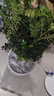 驅(qū)蚊蟲清香木盆栽正宗胡椒木花卉綠植四季好養(yǎng)凈化空氣吸甲醛植物 6年大苗1盆【螺紋盆】+肥料 曬單實(shí)拍圖