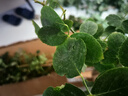 爬藤植物藤本月季花苗四季花卉濃香型玫瑰盆栽庭院陽臺薔薇花苗 粉色龍沙寶石 帶土發(fā)貨 150-180厘米高 曬單實拍圖