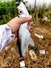 熊火路亞8003wacky倒釣鉤泥鰍鉤專用德州釣法翹嘴鱸魚魚鉤倒刺魚鉤 龍鱗型50枚倒釣鉤2/0號(hào)  釣3-5斤 曬單實(shí)拍圖
