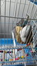 朗繽 鸚鵡活體鳥活物虎皮鸚鵡寵物活鳥玄鳳鸚鵡手養(yǎng)鳥會說話幼鳥幼崽 2只（顏色備注+別墅籠+云梯+窩 曬單實拍圖
