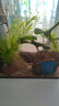 光彩年華印度小竹節(jié)竹節(jié)草水草植物魚缸水族箱造景綠菊蜈蚣草水榕活體真草 5支竹節(jié)草帶瓷環(huán) 曬單實(shí)拍圖