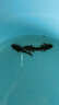 清道夫魚缸清潔工魚觀賞帶淡水冷水垃圾清理糞便藻類殘餌 5-6cm黑清道夫3條 曬單實(shí)拍圖