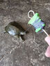 齒舞齒舞釣甲魚鉤全套甲魚針地插綁好線老鱉王八專用鉤釣甲魚神器 6米線 單針3.5厘米【6付袋裝+小藥+針】 曬單實(shí)拍圖