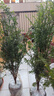 南方紅豆杉樹苗地栽景凈化空氣大型庭院植物正曼迪亞紅豆杉苗盆景 多分支已授粉60-80厘米2棵【成活】 不含盆 曬單實(shí)拍圖