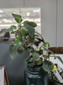 小盼菩提樹盆栽綠植物室內(nèi)花盆景辦公室桌面觀葉四季客廳好養(yǎng)活樹 菩提【帶果發(fā)貨】原盆原土 帶盆栽好 曬單實(shí)拍圖