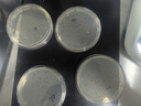 比克曼生物 無菌采樣杯一次性帶刻度精子杯60ml帶蓋無菌杯尿杯大便杯痰杯樣品標本采集杯40ml 【無菌獨立裝】40ml 25個/包（無酶無熱原） 曬單實拍圖