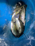 拉蝦器手拉打蝦拉餌器釣魚(yú)專(zhuān)用打粉碎機手拉款蚯蚓拉器不銹鋼絲 【尼龍線(xiàn)款】省力全搞定 曬單實(shí)拍圖