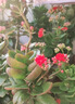 艾尚棵植物營養(yǎng)棒緩釋肥通用植物肥料園藝綠植發(fā)財樹肥料種植棒花卉果蔬 【18支】 20g 1盒 曬單實拍圖