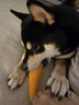 愛肯拿（ACANA）狗糧 鴨肉梨成犬低敏去淚痕全價通用原裝進(jìn)口糧11.4kg效期25/12 曬單實拍圖