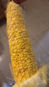 【精品甜玉米】新鮮水果玉米現(xiàn)摘嫩玉米黃金水果玉米整箱 1.8-2斤帶箱 2-3根 300g起/根 曬單實(shí)拍圖