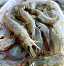 鮮活大海白蝦300g（約12-18只） 曬單實(shí)拍圖