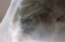 翔泰海南深海金鯧魚(yú)700g 2條 燒烤 火鍋 生鮮魚(yú)類 BAP認(rèn)證 海鮮水產(chǎn) 曬單實(shí)拍圖