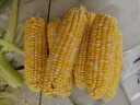 京鮮生云南水果玉米5斤 鮮甜玉米棒 甜脆多汁 新鮮蔬菜 源頭直發(fā)包郵 曬單實拍圖