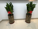 Only you【兩小時達】發(fā)財樹大型綠植花卉室內(nèi)客廳辦公室開業(yè)開業(yè)喬遷送禮 八方來財鴨腳木 曬單實拍圖