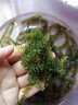 骉祥兒童海葡萄海洋蔬菜綠色魚子醬即食泡發(fā)小孩吃的新鮮鹽漬海葡萄e （精選版）海葡萄100g*3袋 曬單實(shí)拍圖