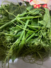 貴州當季農家瓜尖蔬菜高山蔬菜龍須菜洋瓜尖佛手瓜嫩尖炒菜涼拌菜 貴州精品瓜尖1斤【農家種植】 曬單實(shí)拍圖