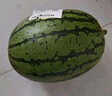 吊秧小西瓜 約1.5kg 曬單實拍圖