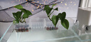 魚缸水培植物籃壁掛式定植籃加厚家用固定定植籃魚缸鏤空種植杯 水培籃 5個(gè)裝 曬單實(shí)拍圖