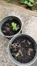 通沭薄荷室內盆栽桌面植物四季常青植物花卉 薄荷+原盆原土源頭直發(fā) 曬單實(shí)拍圖