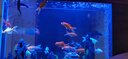 蝴蝶鯉冷水觀賞魚(yú)招財(cái)短身球體金魚(yú)魚(yú)苗好養(yǎng)錦鯉大鰭大尾 順豐15-17cm黑黃白紅 各1條貴妃 曬單實(shí)拍圖