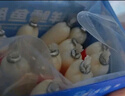 小鹿藍(lán)藍(lán)海洋無(wú)污染鱈魚(yú)腸 寶寶兒童零食解饞零食益生元鱈魚(yú)肉腸300g 曬單實(shí)拍圖