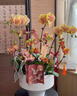 Only you【兩小時(shí)達】蝴蝶蘭帶花苞花劍花盆真花蘭花盆栽開(kāi)業(yè)喬遷佛堂供花 10株混搭（瓷盆隨機） 曬單實(shí)拍圖