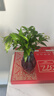 驅(qū)蚊竹柏水培植物大棵室內(nèi)水養(yǎng)綠植花卉盆栽辦公室桌面驅(qū)蚊草好養(yǎng) 精選竹柏10顆+透明鉆石瓶+肥料+彩石 曬單實(shí)拍圖