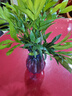 竹柏驅(qū)蚊竹水培植物室內(nèi)客廳水養(yǎng)綠植花卉盆栽水培驅(qū)蚊竹四季好養(yǎng) 【爆款】驅(qū)蚊竹柏10顆（藍(lán)紫鉆石瓶）+營(yíng)養(yǎng)液 曬單實(shí)拍圖