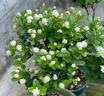 開(kāi)時(shí)果 茉莉花盆栽濃香型 桌面綠植物陽(yáng)臺(tái)花卉樹(shù)苗盆景擺件源頭直發(fā)包郵 精品茉莉花5-10株【加侖盆】 曬單實(shí)拍圖