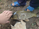 威拓森（weituosen）大物子線雙鉤成品青魚鉤草魚伊勢尼大物鉤巨物子線魚鉤綁好 伊勢尼4付裝(100cm 鉤7號(hào) 線4.0# 曬單實(shí)拍圖