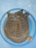 徐慧慧 鮮活外塘生態(tài)甲魚野外生長放養(yǎng)冷水團魚王八老鱉活體 3.5-3.7斤【青黃公鱉】 曬單實拍圖