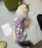 廬播 貓咪絕育服手術(shù)后用藥服母貓斷奶透氣綁帶防脫防舔騷擾寵物衣服 【紫色】寵物絕育服1件 M碼(建議6-12斤) 曬單實(shí)拍圖
