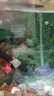 黃金大胡子魚(yú)大帆紅藍眼胡子24K胡子清道夫除藻工具魚(yú)迷彩胡子魚(yú) 黃金胡子2-2.5cm2條送1條備損 曬單實(shí)拍圖