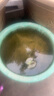 花翁大睡蓮根塊/混色5個帶花苞水養(yǎng)花卉池塘水培植物盆栽根莖源頭直發(fā) 曬單實拍圖