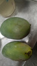 【新鮮上市】正宗攀枝花凱特芒果新鮮水果 帶箱2斤200g+ 曬單實拍圖