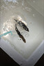 彌翠園正宗鱖魚苗桂花魚苗淡水養(yǎng)殖食用翹嘴鱖大眼鱖肉食冷水觀賞魚鱖魚 大鱖魚9-11厘米2條送1條防損 曬單實(shí)拍圖