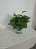 綠蘿盆栽室內(nèi)植物花卉凈化空氣綠植水培垂吊大葉綠蘿新房客廳家用 【整高30cm盆口16】綠加侖吸水4盆送肥料 曬單實拍圖