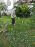TOMSPOWER電動(dòng)割草機(jī)220V插電打草機(jī)托馬斯小型家用電動(dòng)草坪修剪機(jī)除草神器 800W插電款+40米線(帶輪) 曬單實(shí)拍圖
