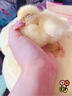 李寧（LI-NING）休閑褲女子收口束腳舒適透氣健身百搭長褲薄款休閑運動衛(wèi)褲女款 曬單實拍圖