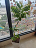 雅花匠黃花梨盆栽室內外陽臺客廳綠植好養(yǎng)活四季植物香枝樹老樁盆景樹苗 造型黃花梨【樹脂簡幾何】+“好事發(fā)生”吊牌 帶盆栽好 曬單實拍圖