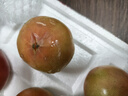 京地達山東草莓柿子番茄鐵皮西紅柿丑番茄凈重4.5斤中果源頭直發(fā)包郵 曬單實拍圖