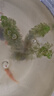 瘋狂水草魚缸水草植物直接入缸凈化水質(zhì)養(yǎng)魚水草種植環(huán)綠菊*3源頭直發(fā)包郵 曬單實拍圖