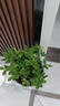 帶花苞濃香型梔子花室內(nèi)綠植盆栽四季開花桌面花卉凈化空氣好養(yǎng)活 大盆梔子花+原盆原土+帶花苞+肥料 曬單實拍圖