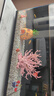 阿拖（ATUO）海綿寶寶珊瑚造景躲避屋卡通公仔菠蘿屋魚缸小擺件水族箱裝飾全套 曬單實(shí)拍圖